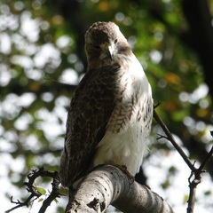 Buteo jamaicensis