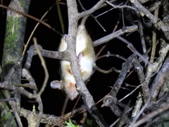 Macrotarsomys bastardi