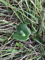 Lupinus densiflorus densiflorus