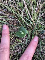 Lupinus densiflorus densiflorus