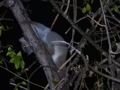 Lepilemur grewcockorum