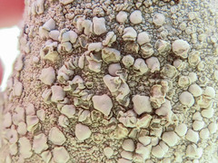 Lecanora caesiorubella merrillii