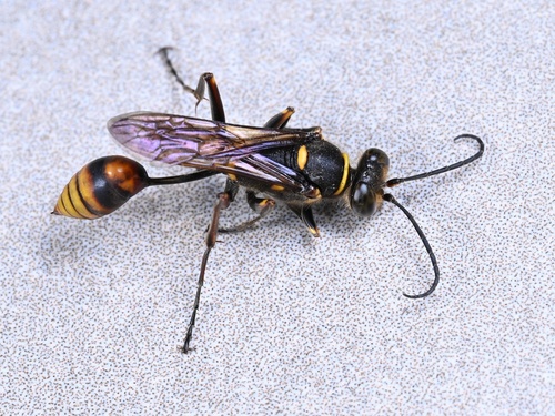 Sceliphron deforme