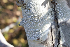 Lecanora caesiorubella merrillii