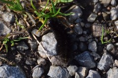 Spilosoma lubricipeda