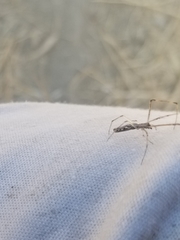 Tetragnatha vermiformis