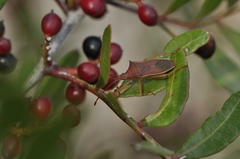 Gonocerus insidiator