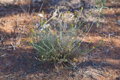 Chrysocephalum semipapposum