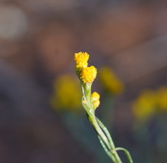 Chrysocephalum semipapposum