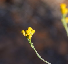 Chrysocephalum semipapposum