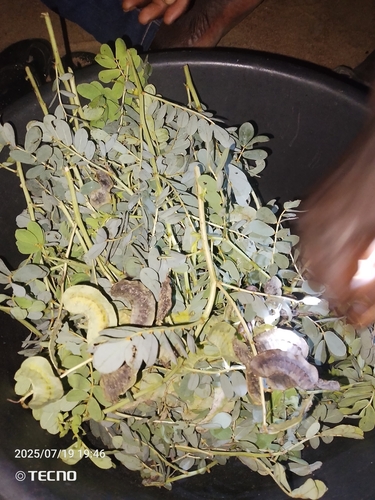 Eland's Pea