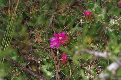Pelecyphora macromeris