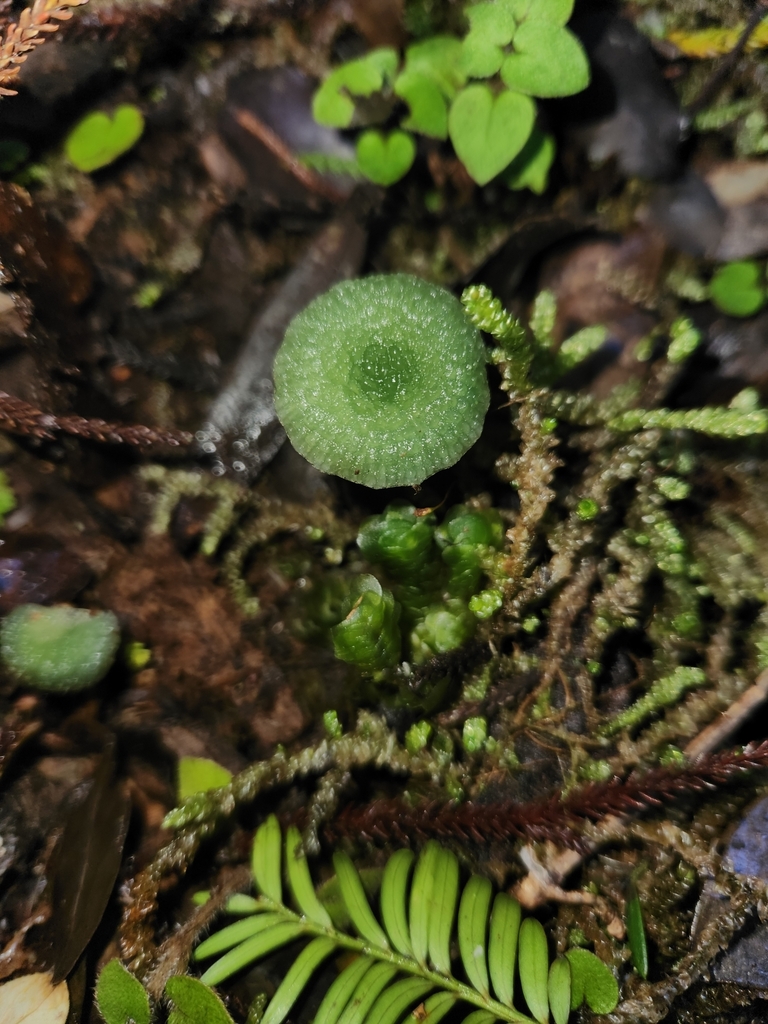 Gliophorus graminicolor · July 2025 · photo: © archie_tarn (iNaturalist, cc-by)