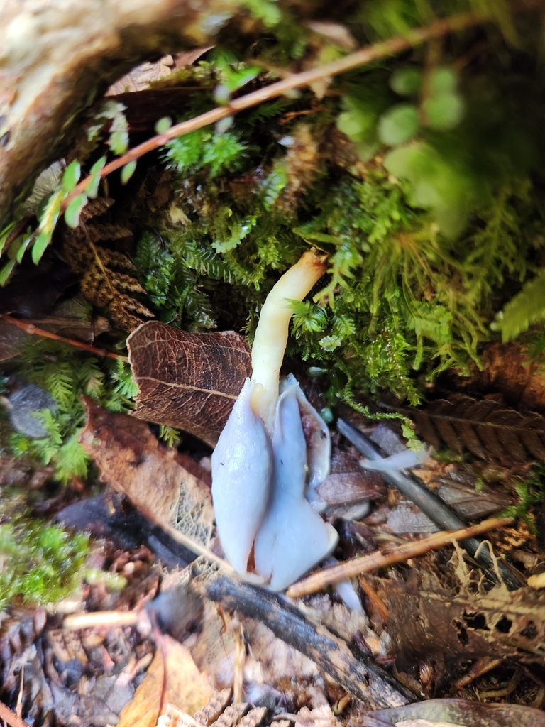 Clavogaster virescens