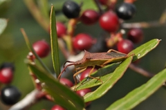 Gonocerus insidiator