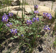 Lupinus breweri