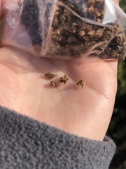 Sanicula arctopoides