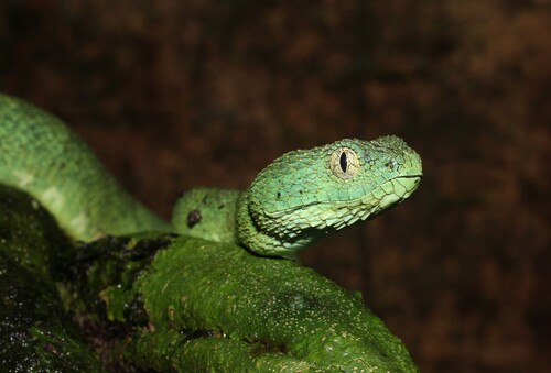 Green Bush Viper