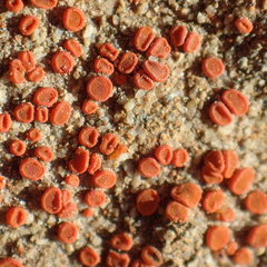 Rufoplaca arenaria