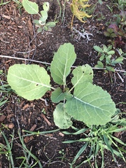 Brassica oleracea gemmifera