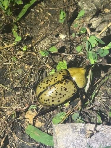 Eastern Hercules beetle