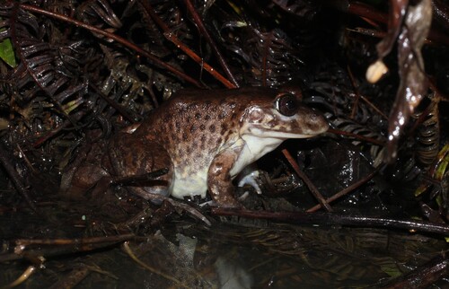 Brown Ball Frog, Aubria subsigillata