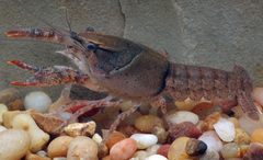 Procambarus kensleyi