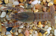 Procambarus kensleyi