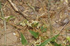 California Dodder (Cuscuta californica)