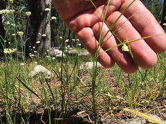 Perideridia parishii