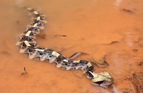 Western Gaboon Viper