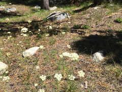 Perideridia parishii