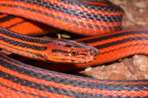 Red-Black Striped Snake