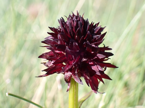 Gymnadenia austriaca (Gymnadenia austriaca)