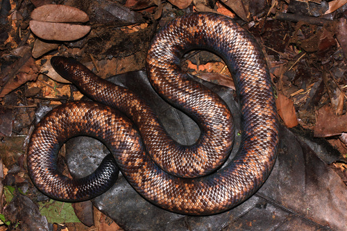 African Burrowing Python