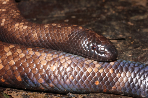 African Burrowing Python