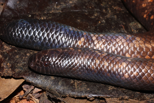 African Burrowing Python