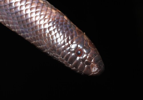 African Burrowing Python