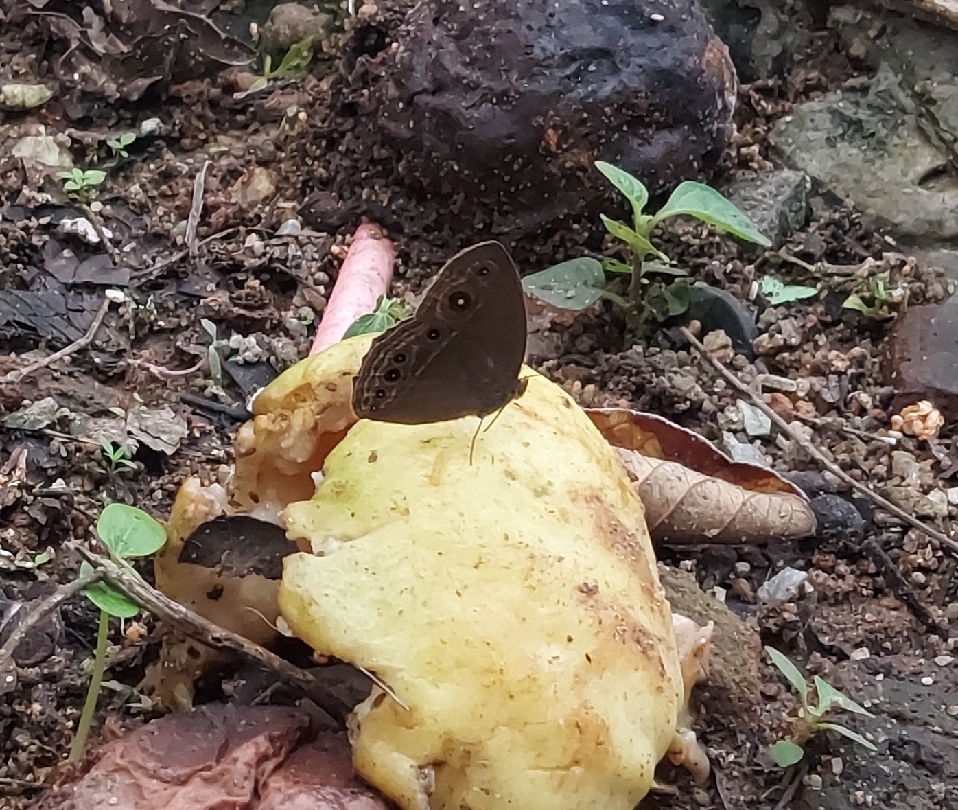 Dark-Branded Bushbrown