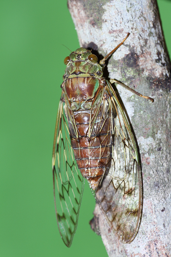 Trombonia ramifera
