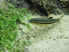 Yellow Rabbit Characin photo 4