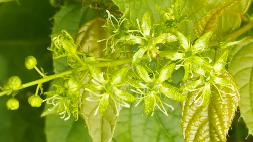 Croton huajuapanensis