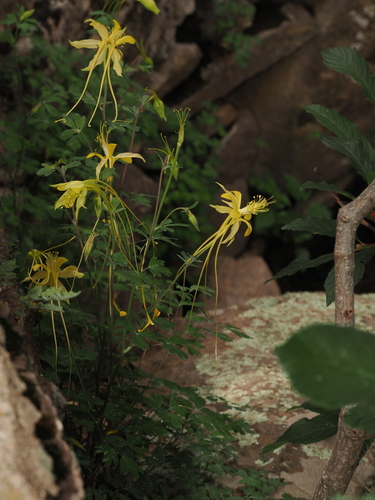 Aquilegia longissima, photograph 3