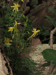 Aquilegia longissima, photograph (c) Joseph Aubert, some rights reserved (CC BY)