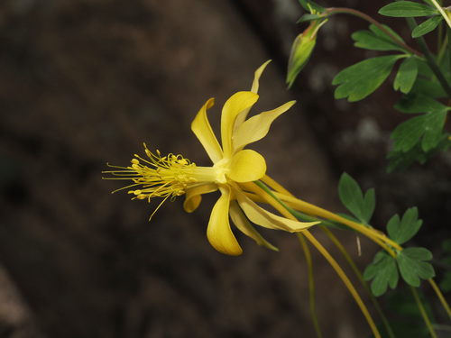 Aquilegia longissima, photograph 4