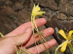 Aquilegia longissima, photograph (c) Joseph Aubert, some rights reserved (CC BY)
