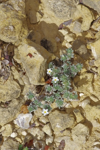 Leafy Heliotrope (Euploca confertifolia)