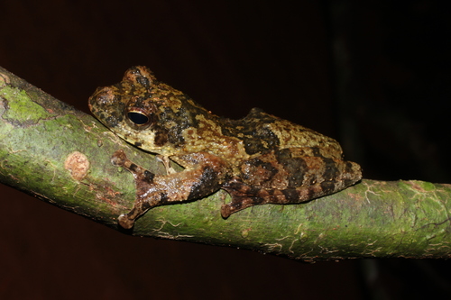African foam-nest tree frog