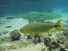 Dorado photo 4