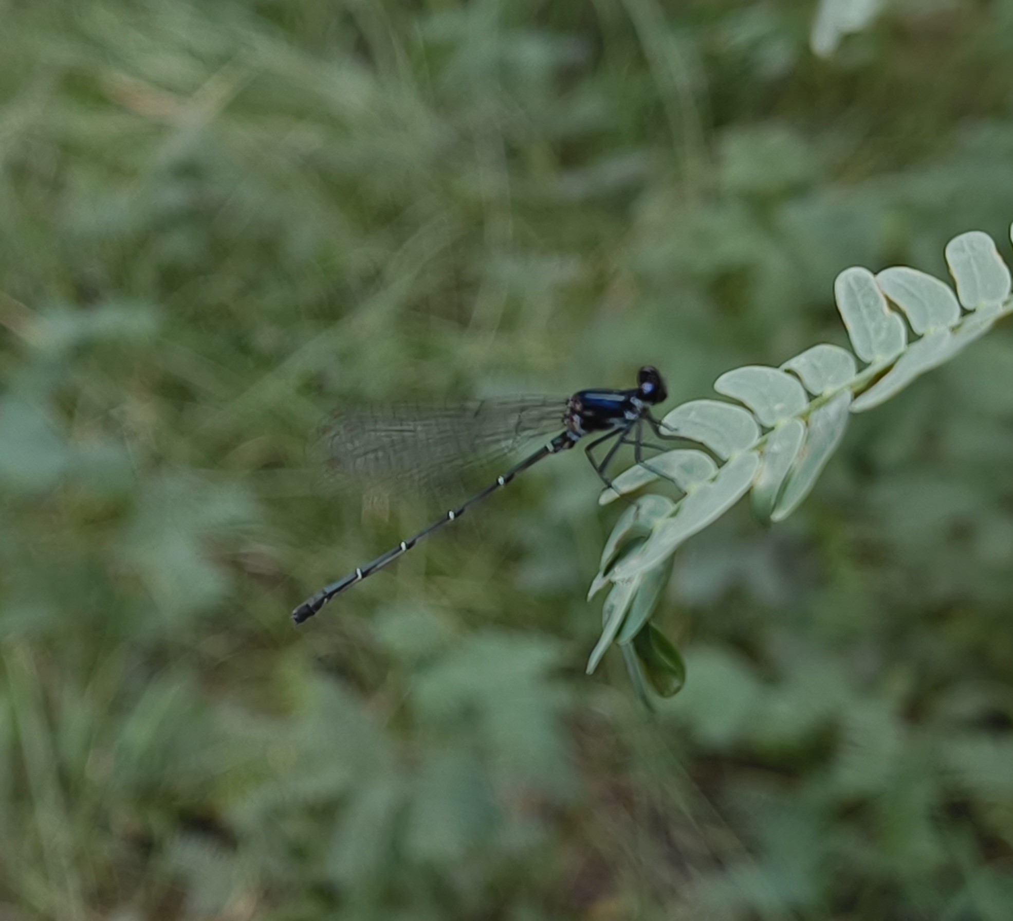 Black Shorttail